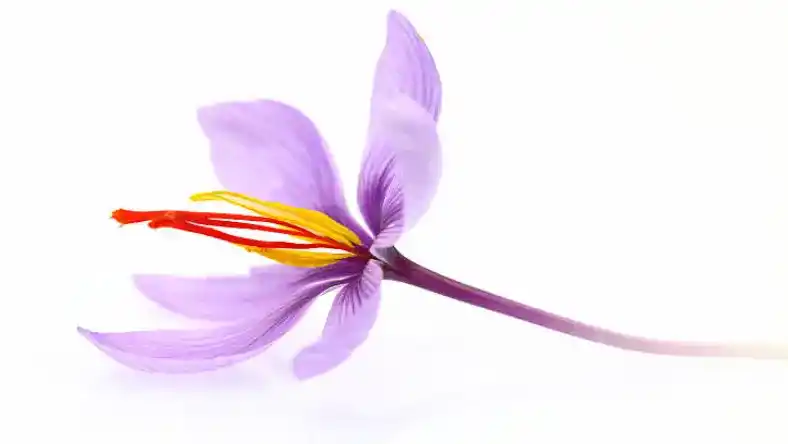 خرید پیاز زعفران در قم