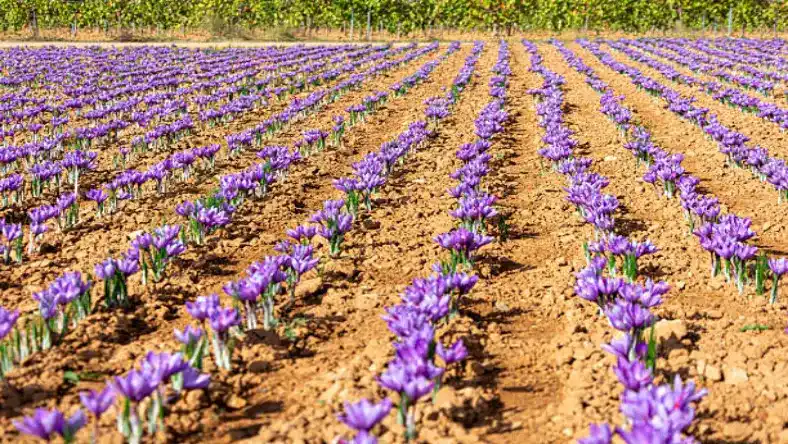 زمان مصرف کود فسفات تریپل برای زعفران