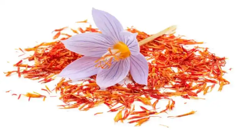 فروش پیاز زعفران در کرج