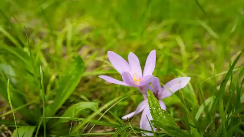 قیمت کود رویش سبز برای زعفران