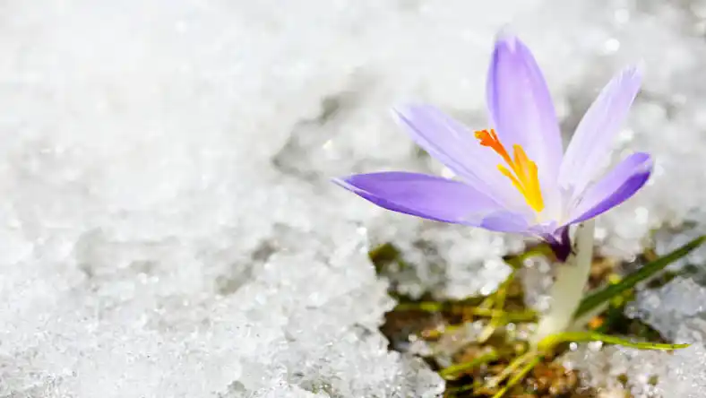 مقدار آبیاری زعفران