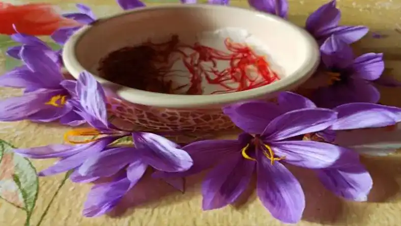پیاز زعفران اصلاح شده
