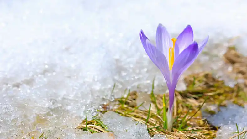 چگونه زعفران اتویی خشک کنیم