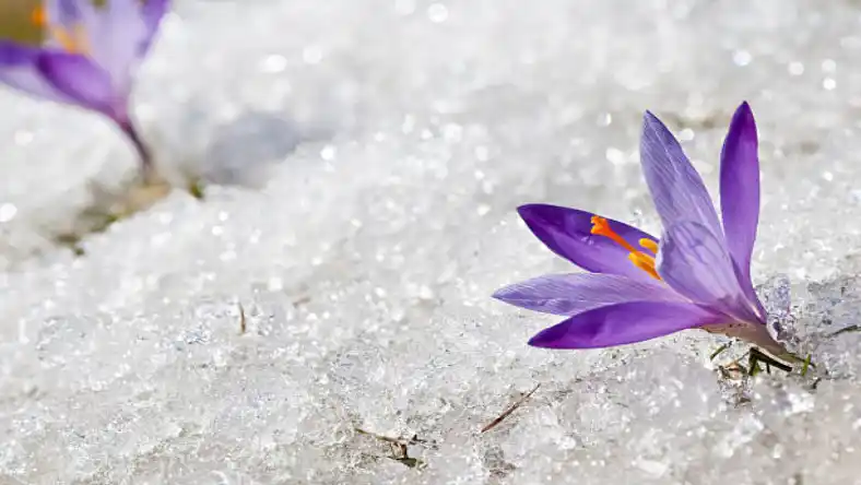 چگونه زعفران را نگین کنیم