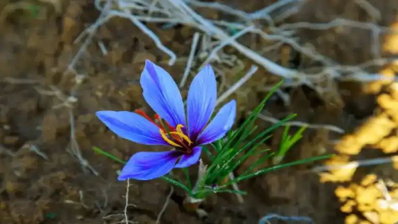 کاشت زعفران در رشت