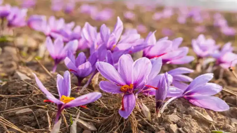 کاشت زعفران در کرج