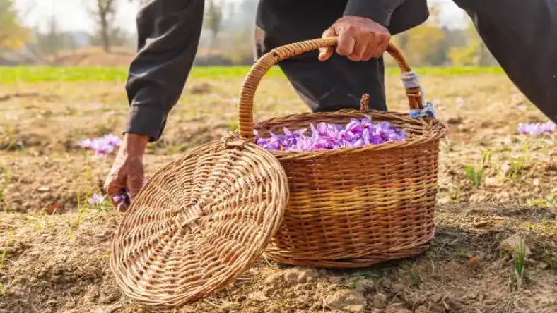 کود ده ایکس شوک برای زعفران