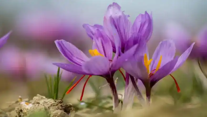 کود فروت ست برای زعفران