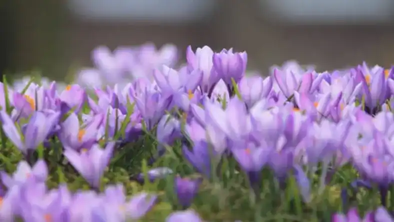 کود فسفر برای زعفران