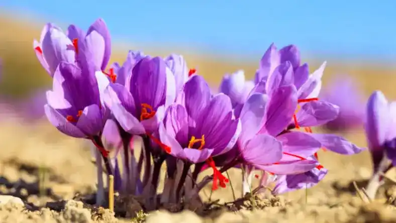کود کلسیم برای زعفران