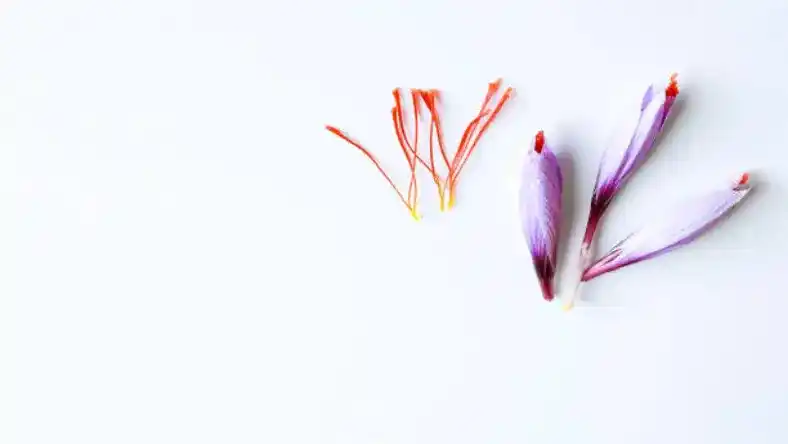 کود گاوی برای زعفران