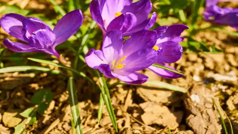 کود گرانول برای زعفران