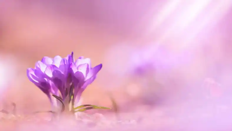 آموزش تکنو زعفران