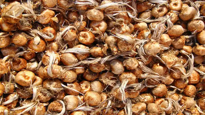برداشت گل زعفران