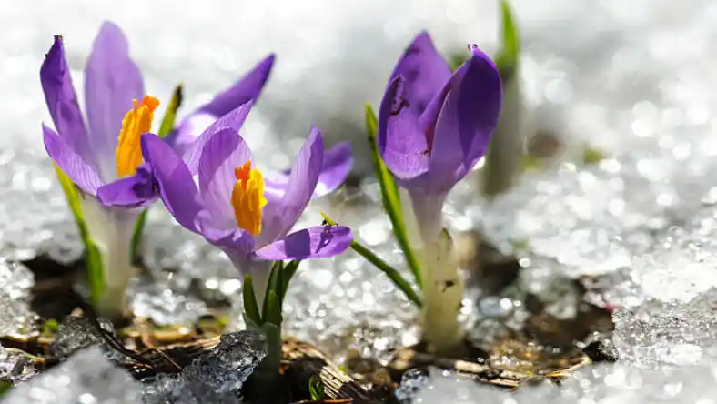 جعبه خالی زعفران عمده