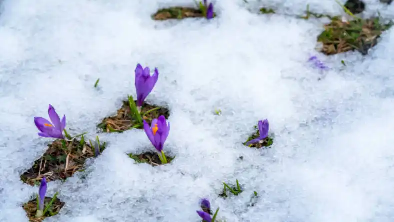 سم اکسی فلورفن برای زعفران