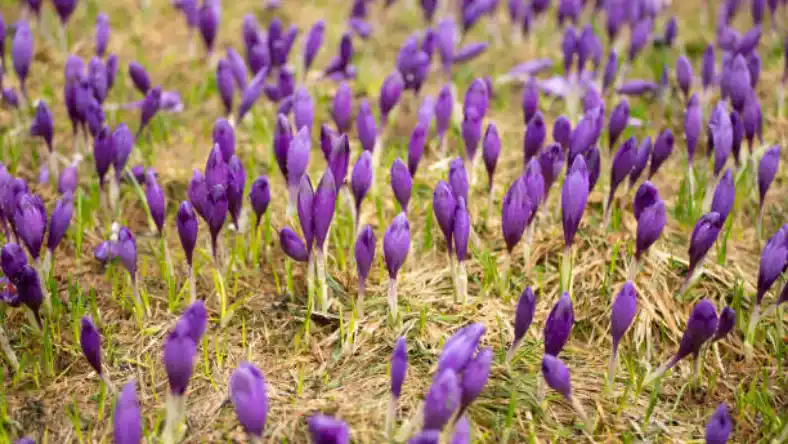 سم هالوکسی فوپ برای زعفران