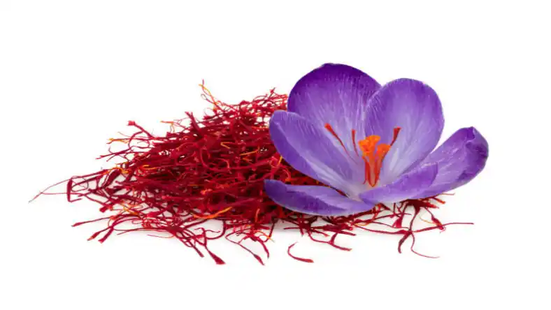 پیشگیری از پوسیدگی بوته زعفران