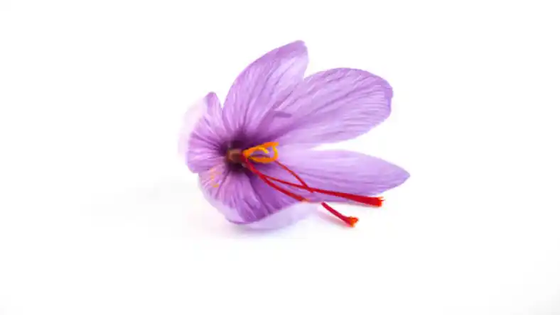 کاشت دانه تسبیحی زعفران