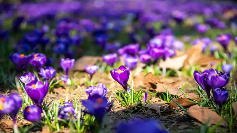 کشت زعفران در بیرجند