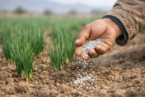 بهترین کود برای زعفران بعد از گلدهی