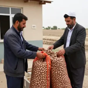 خرید پیاز زعفران از جهاد کشاورزی