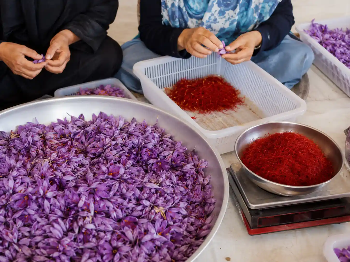 زعفران کیلویی چند پاک میکنن ۱۴۰۴