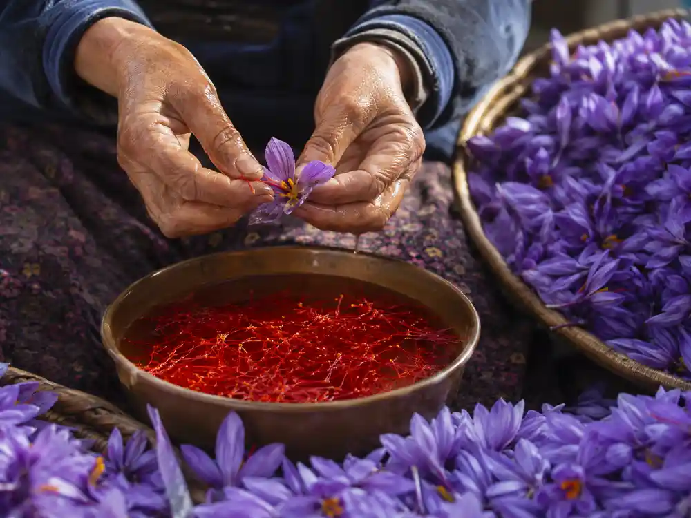 هر کیلو گل زعفران چند گرم زعفران تر میدهد
