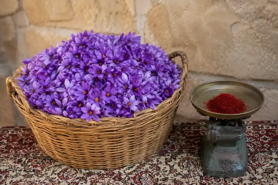 کشت زعفران در خوزستان