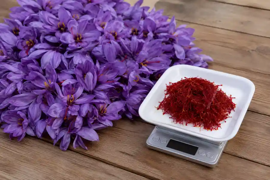 یک کیلو گل زعفران چند مثقال زعفران میدهد