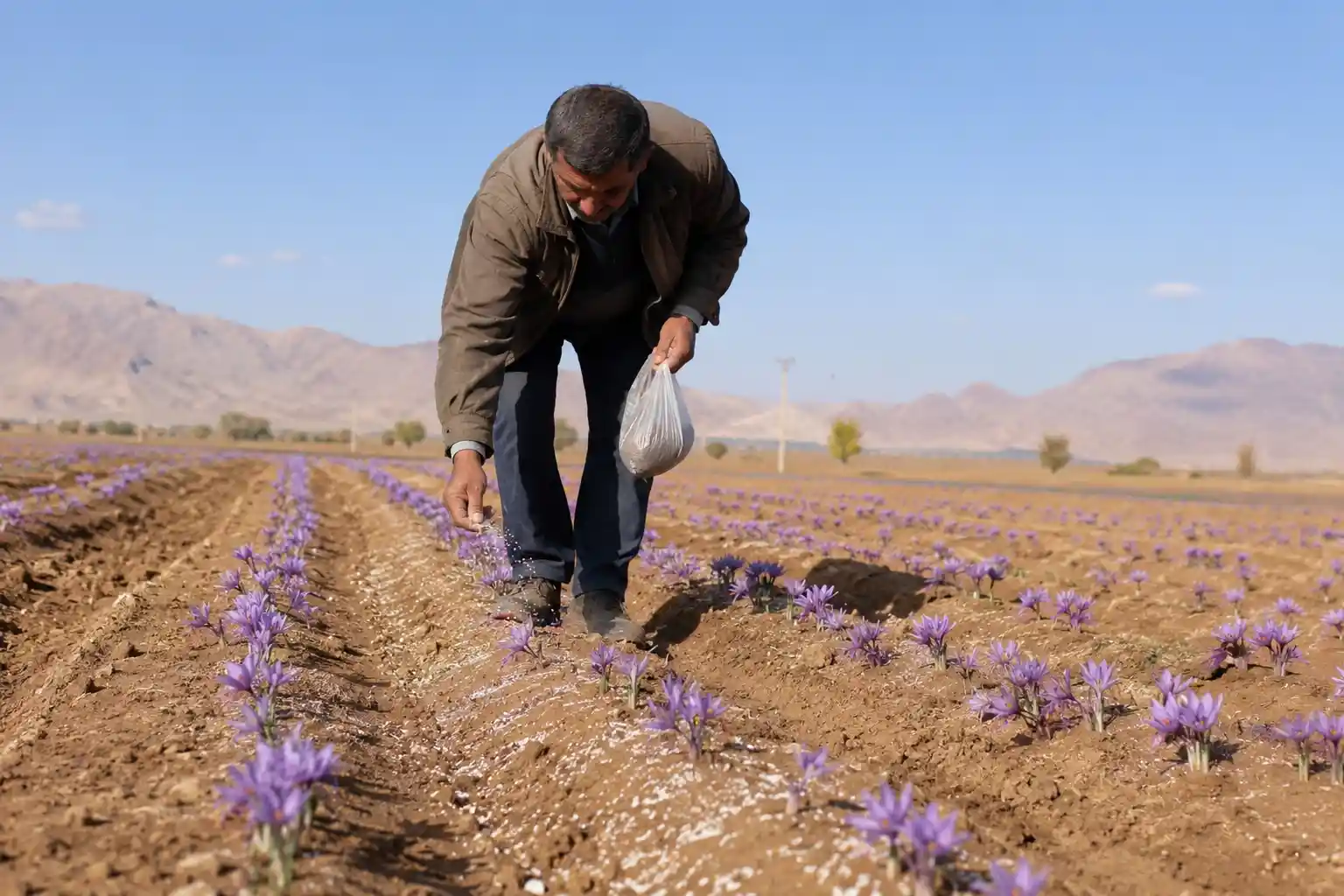 کود سولفات پتاسیم گرانوله برای زعفران