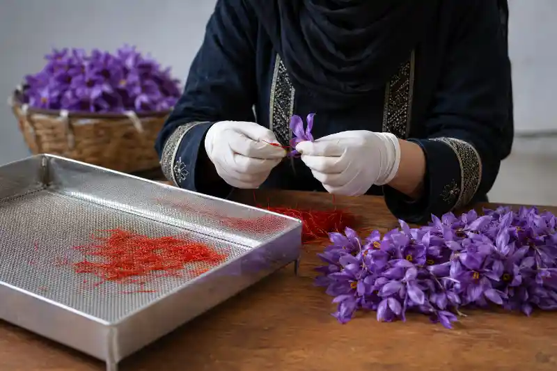 کاشت زعفران چه فصلی است