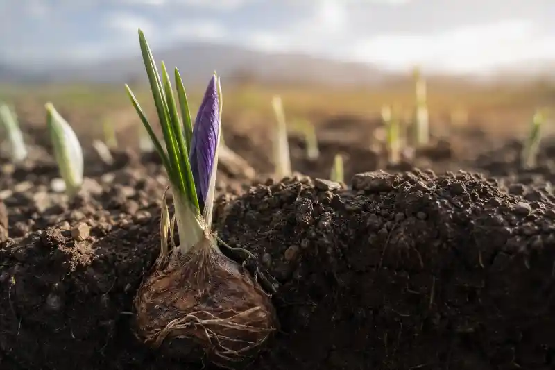 مراحل رشد زعفران فیلم