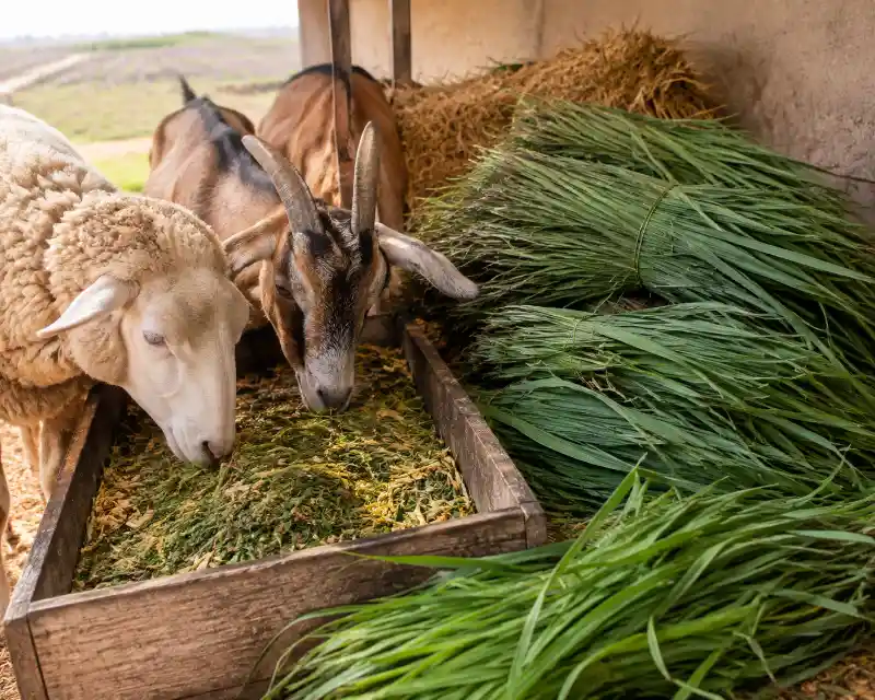 علف زعفران برای دام