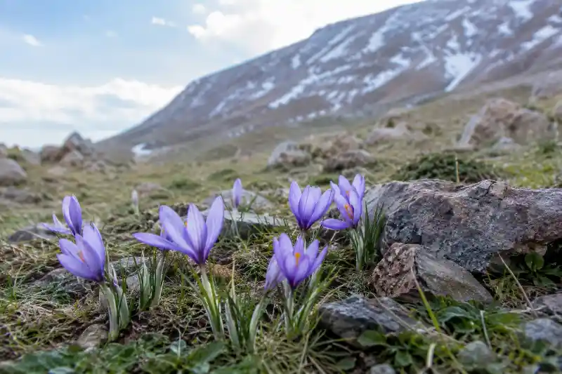 گیاه زعفران چند ساله است