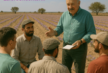 زمان آبیاری زعفران در سال دوم