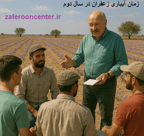زمان آبیاری زعفران در سال دوم
