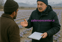 زمان آبیاری زعفران در مناطق سردسیر