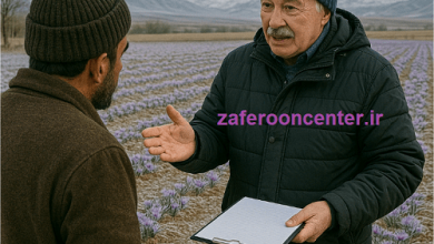 زمان آبیاری زعفران در مناطق سردسیر