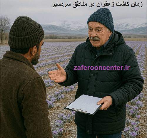زمان آبیاری زعفران در مناطق سردسیر