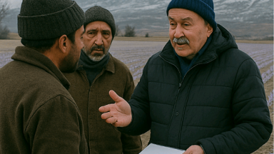 زمان کاشت زعفران در مناطق سردسیر