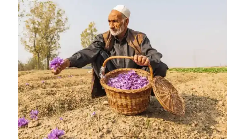 آبیاری تابستانه زعفران
