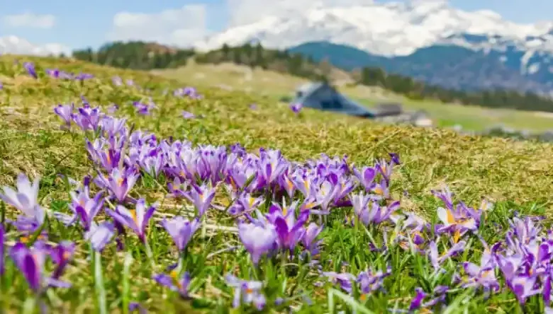 آبیاری زعفران در بهار