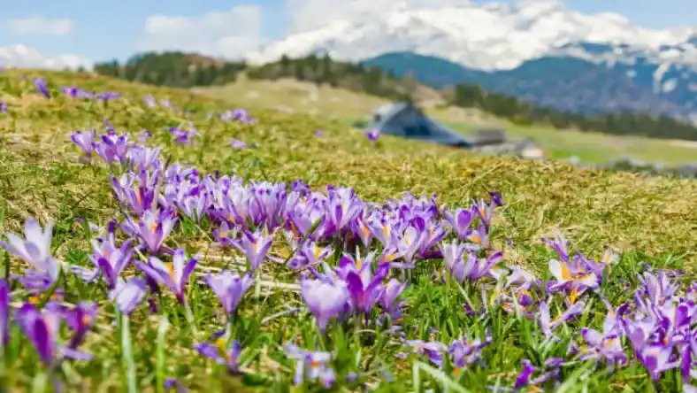 آبیاری زعفران در بهار