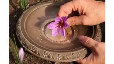 آبیاری زعفران در زمستان