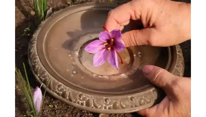 آبیاری زعفران در زمستان