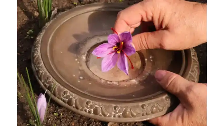 آبیاری زعفران در زمستان