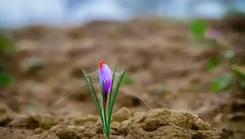 آبیاری زعفران در مرداد ماه