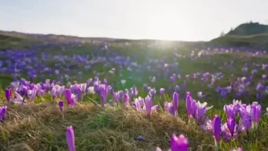 آبیاری زعفران چگونه است