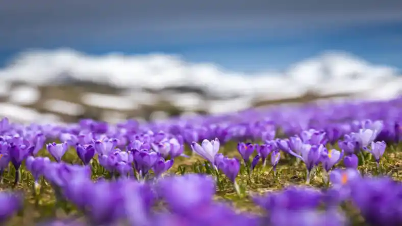 آماده سازی زمین برای کشت زعفران